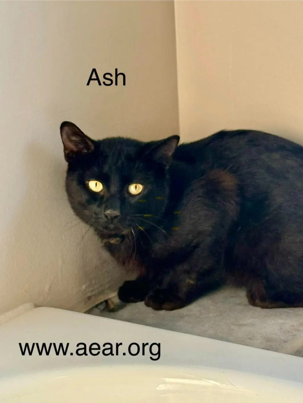 Ash