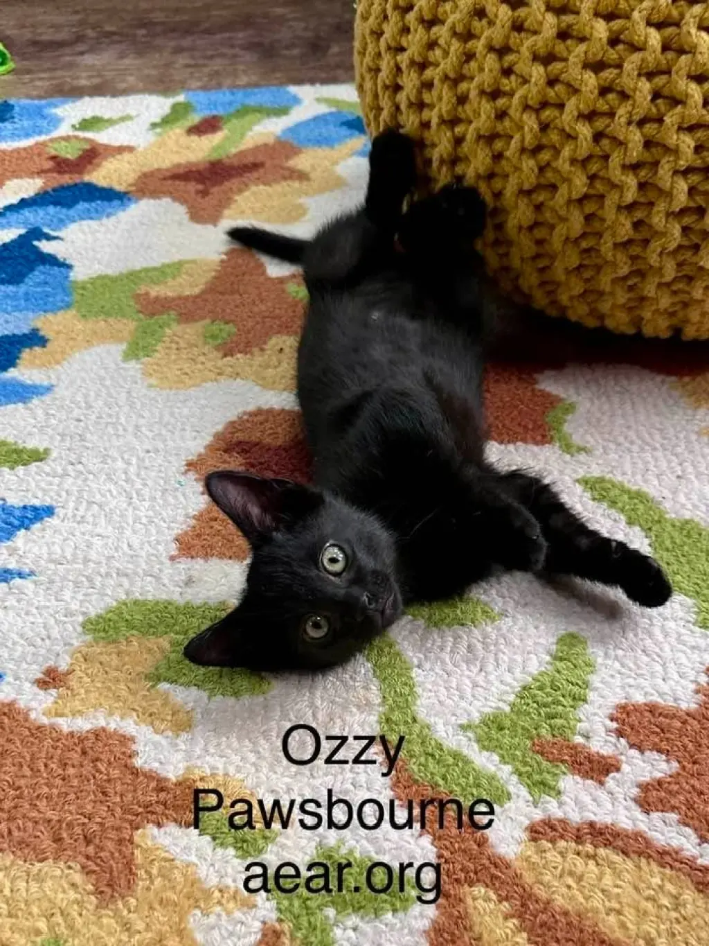 Ozzy Pawsborne