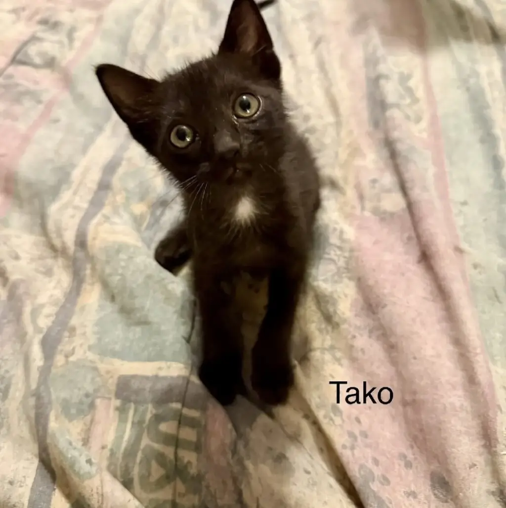 Tako