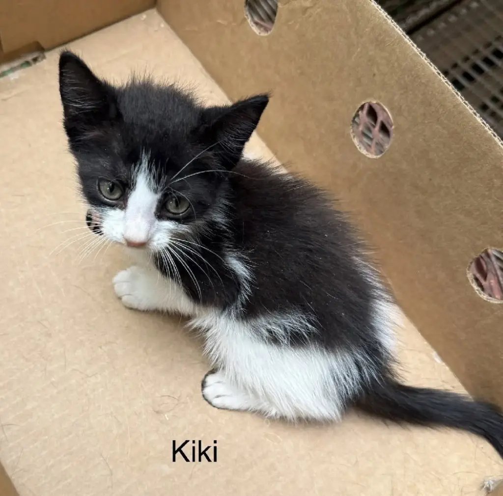 Kiki