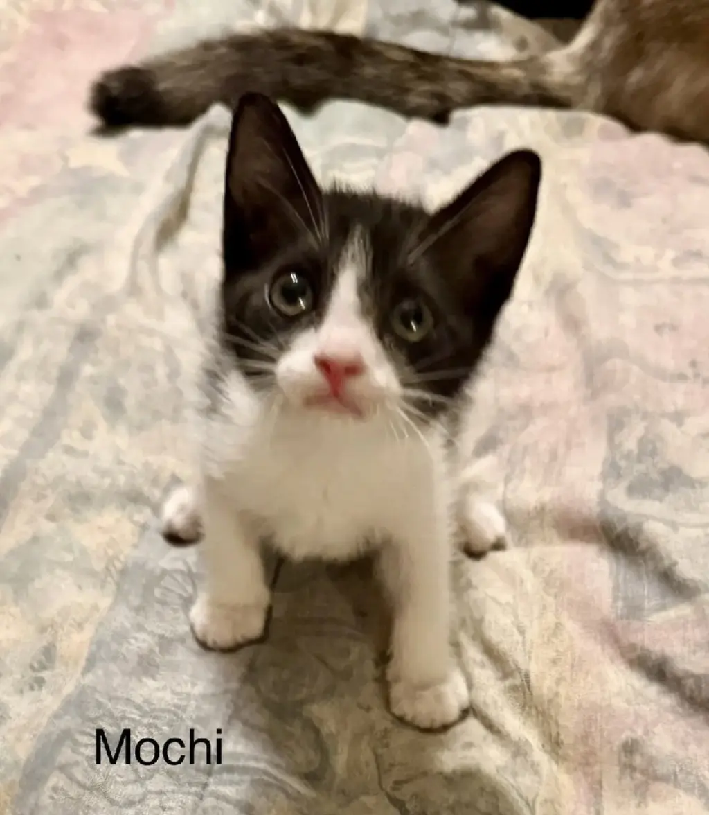 Mochi