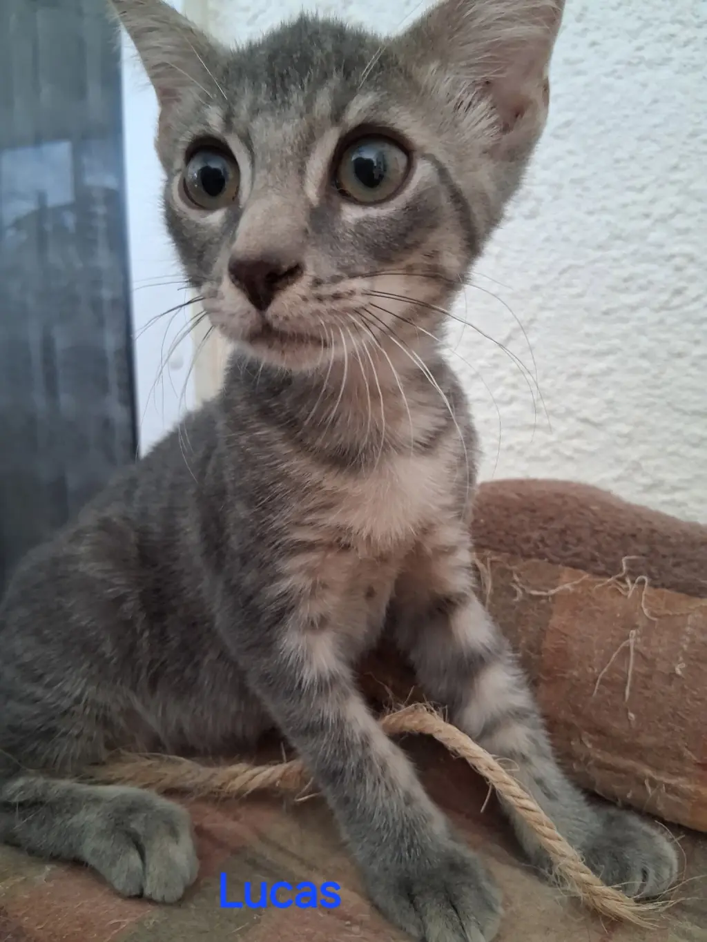 Lucas