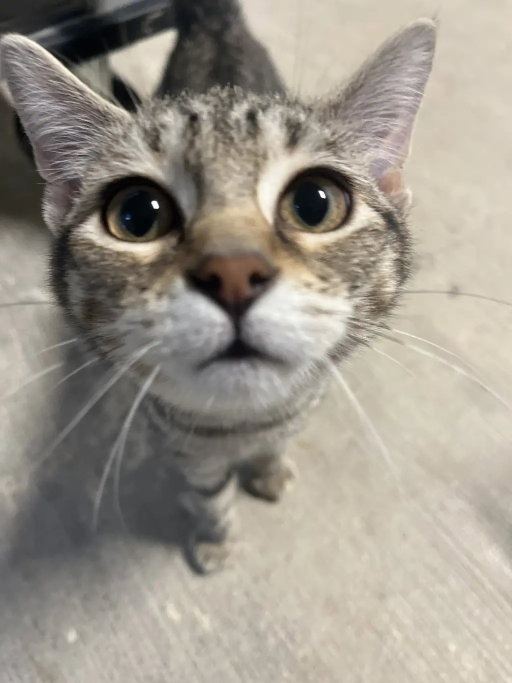 Basil