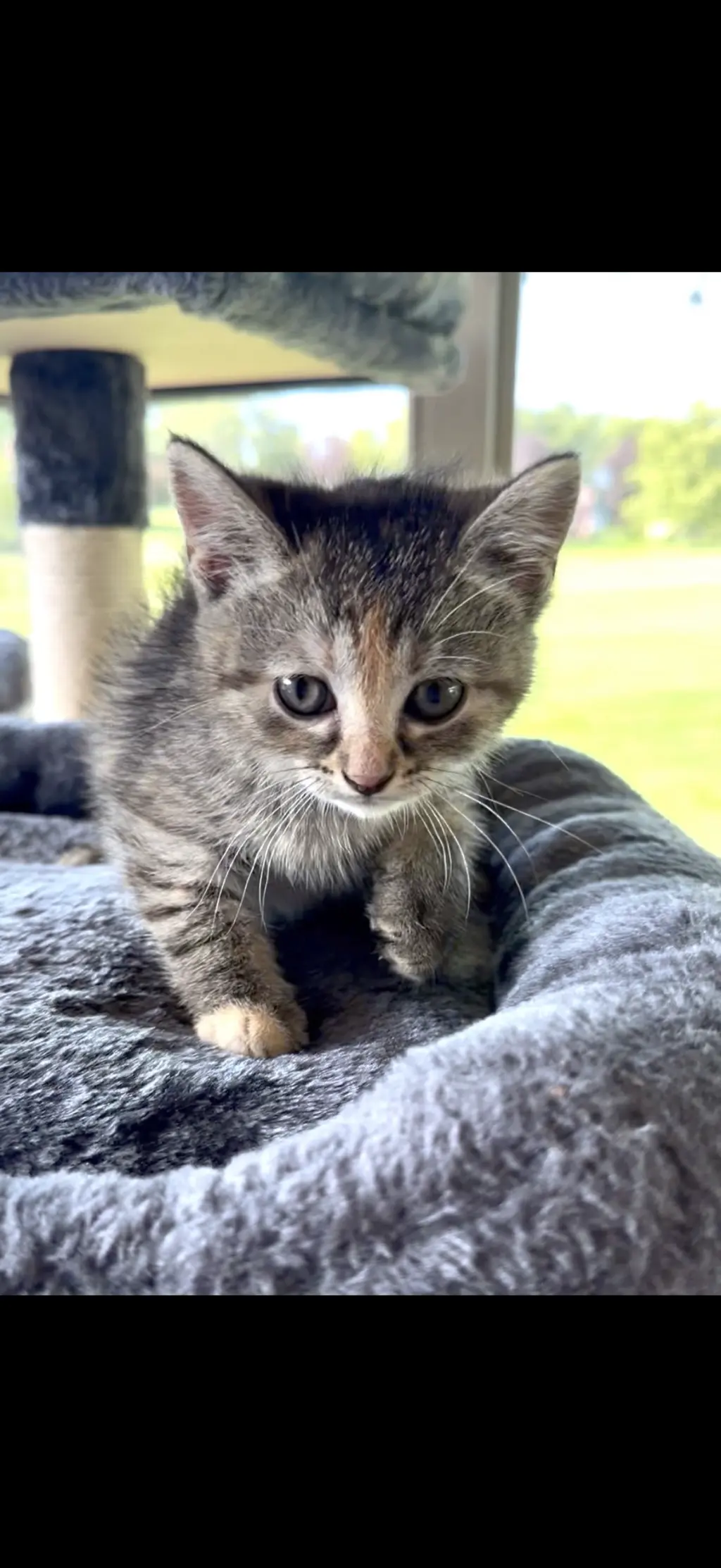Suri