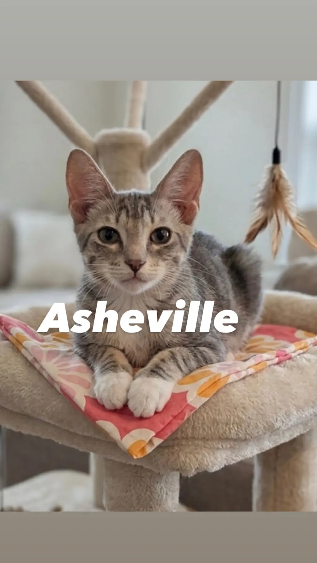 Asheville