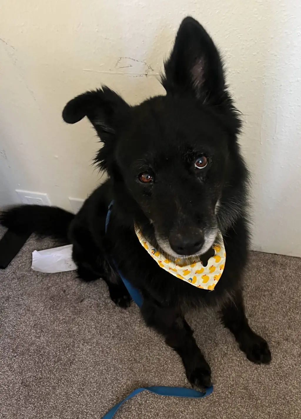 Caspian