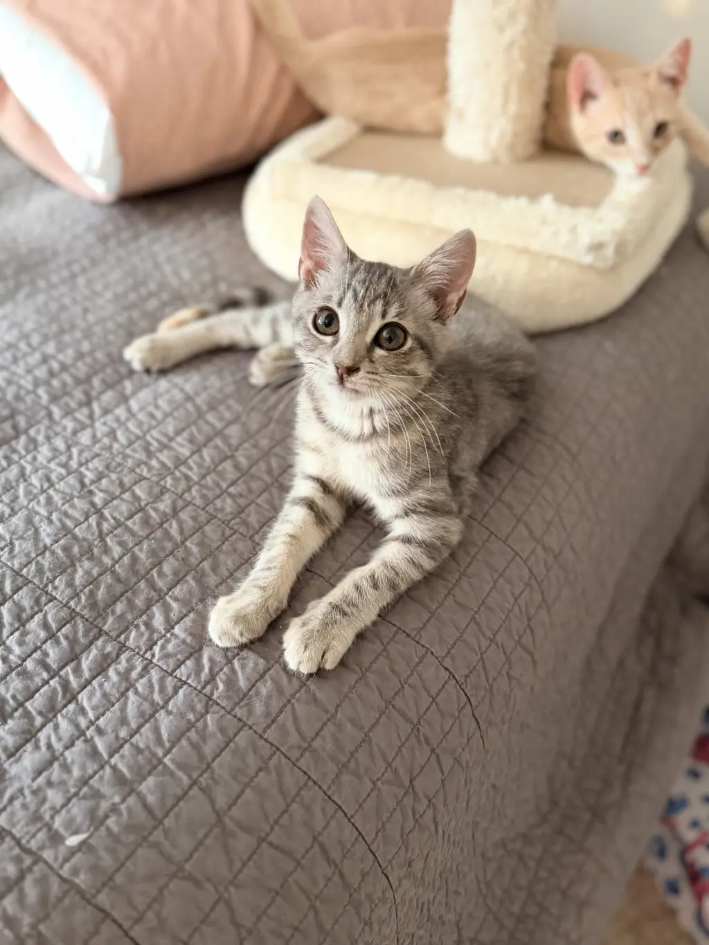 Change Up (Available for pre-adoption)