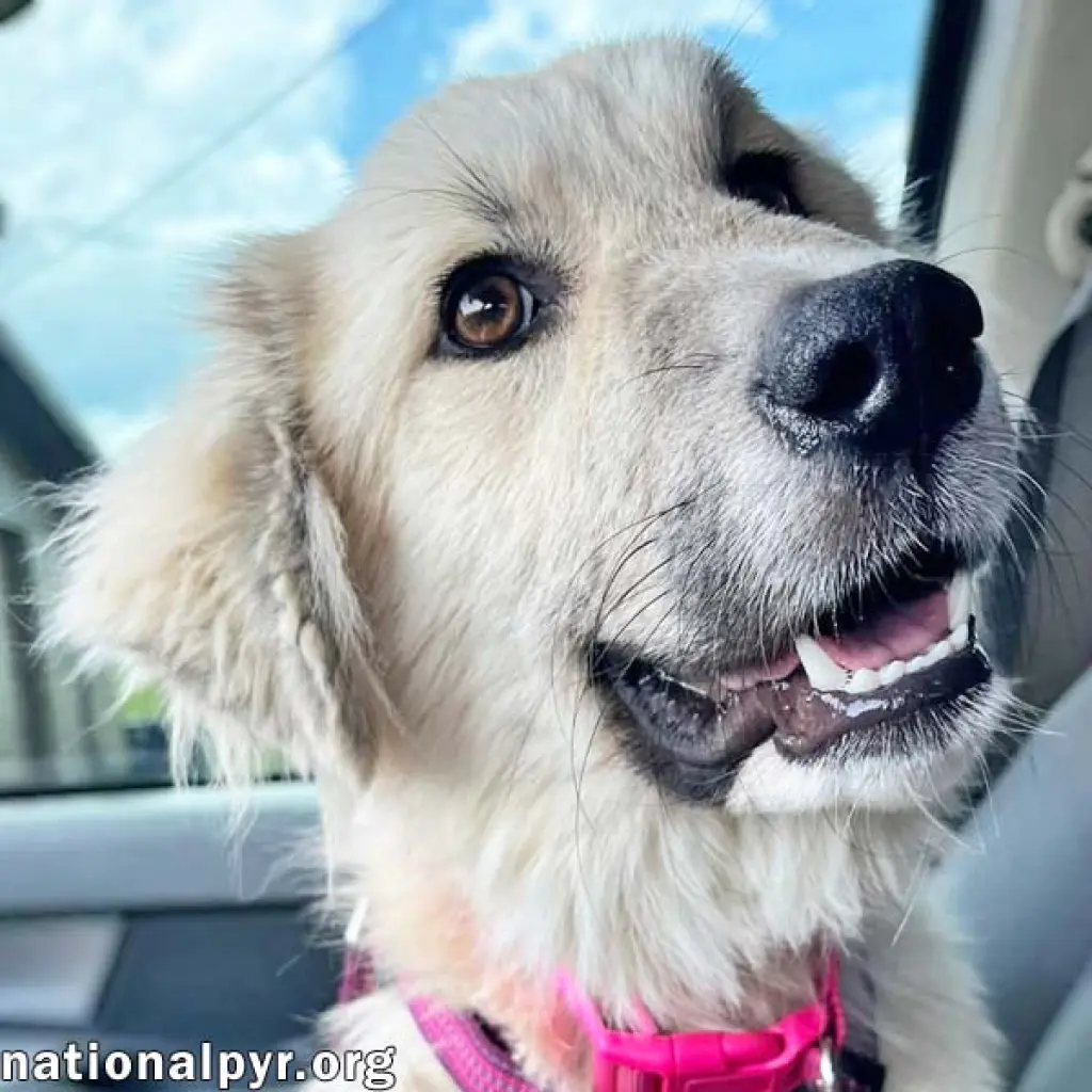 Maggie Mae in AL - Playful, Sweet & Loving!