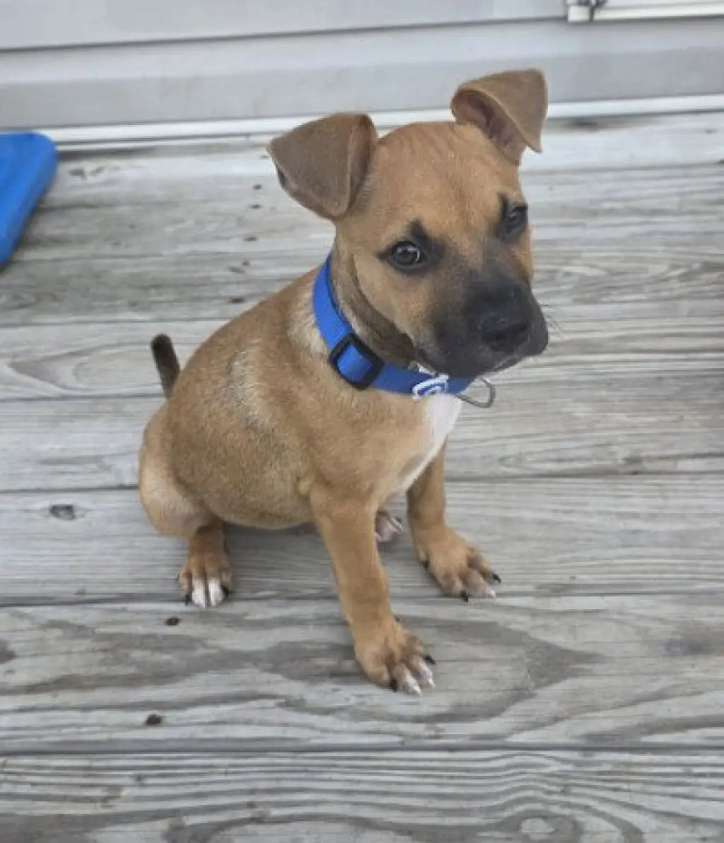 BRUNO