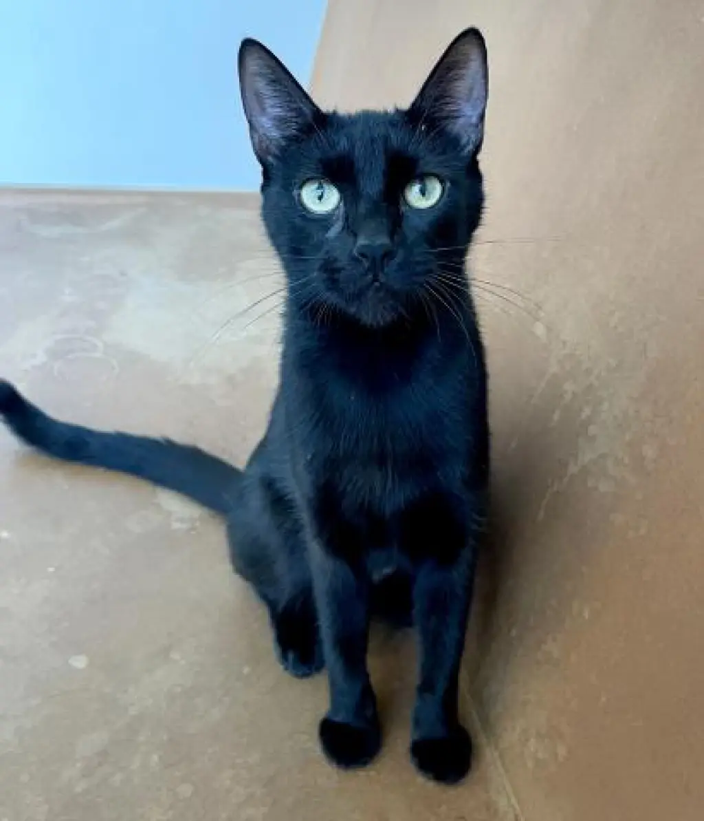 LUNA