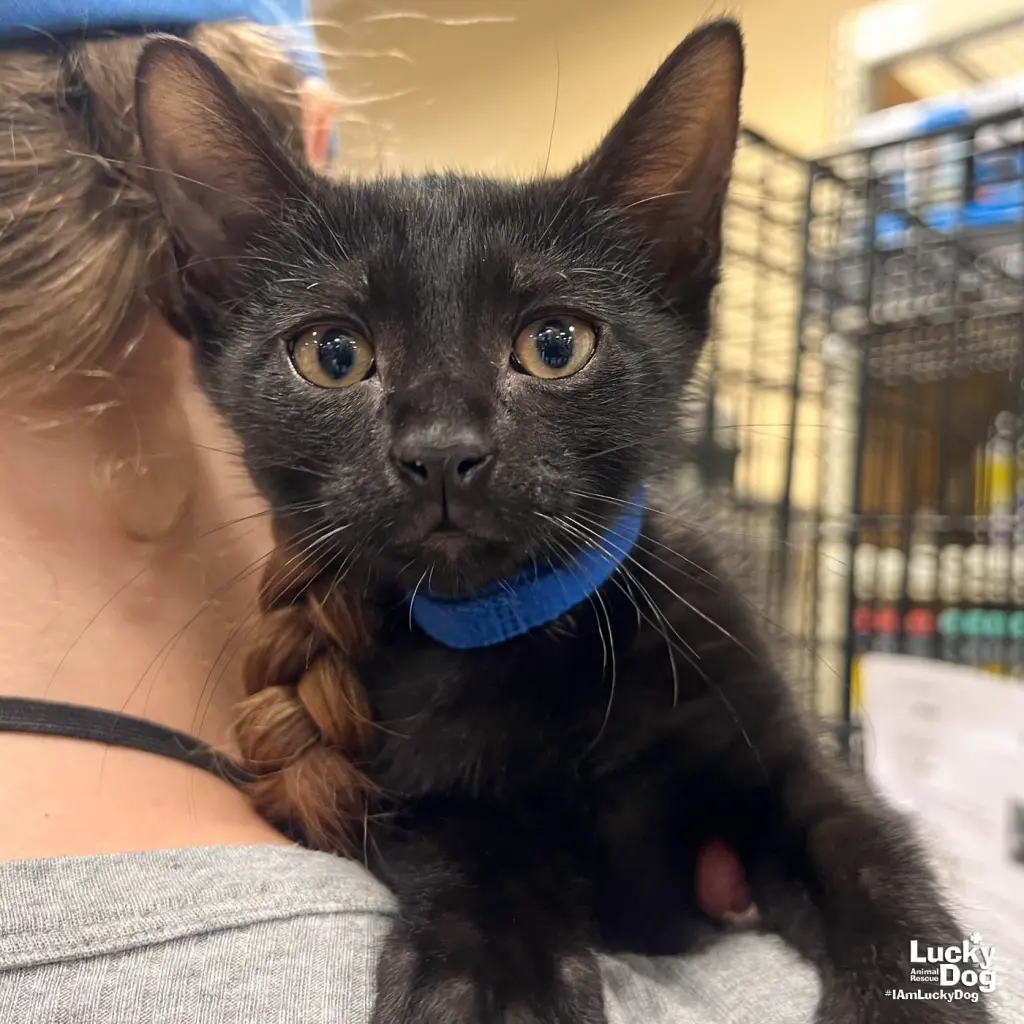 Coal
