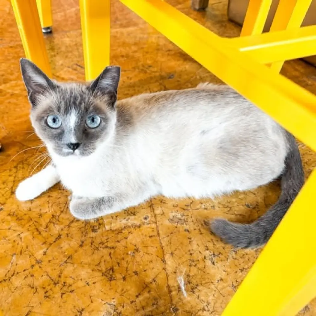 Bluebell (Snowshoe Blue Point Siamese Mix)