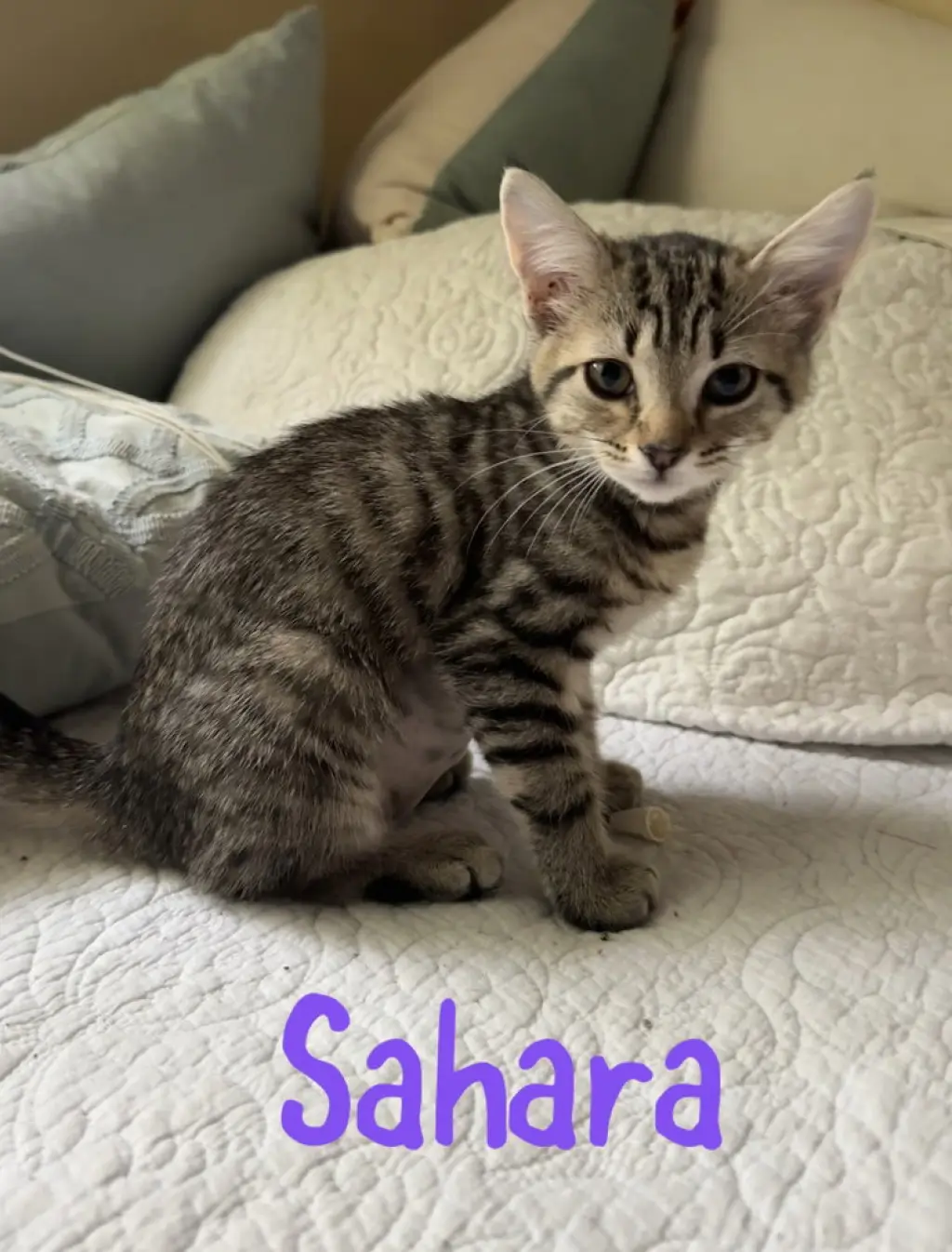 Sahara