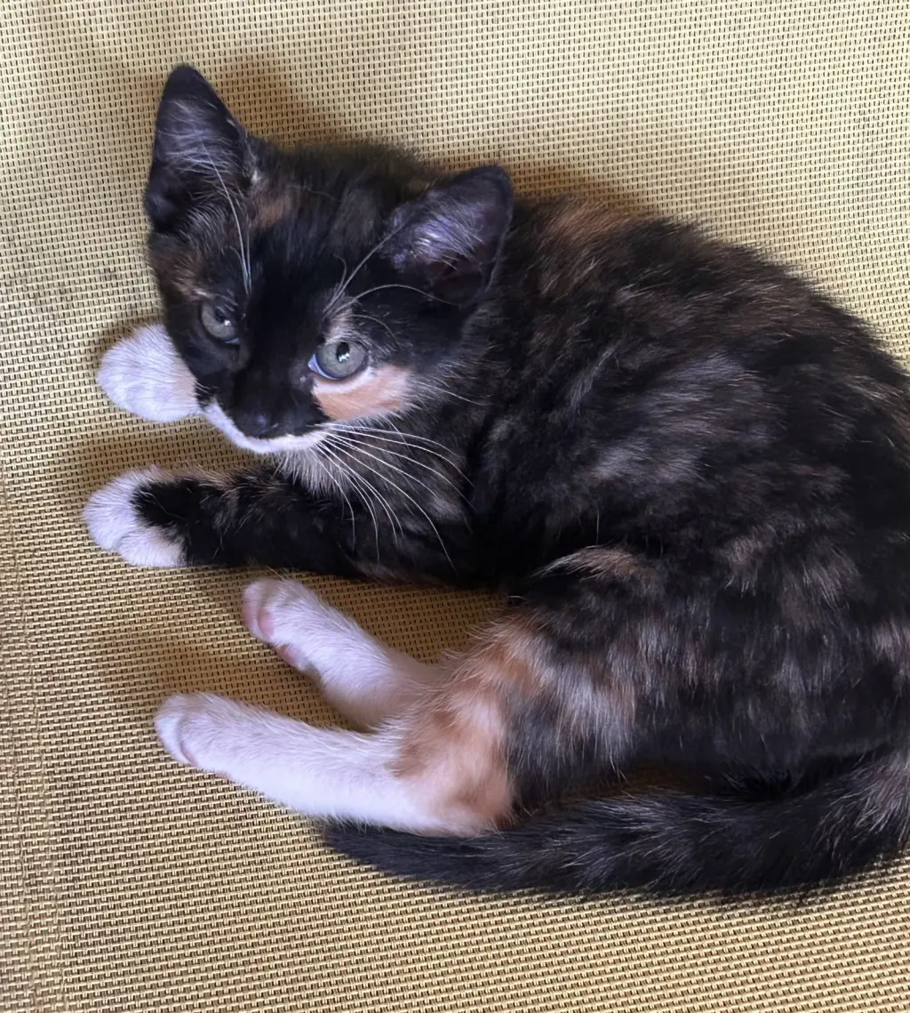 Callie3