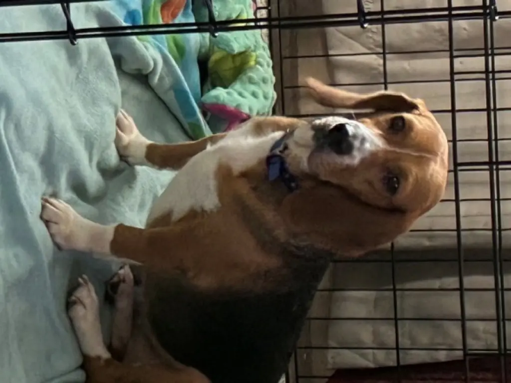 Dixie *Adoption Pending*