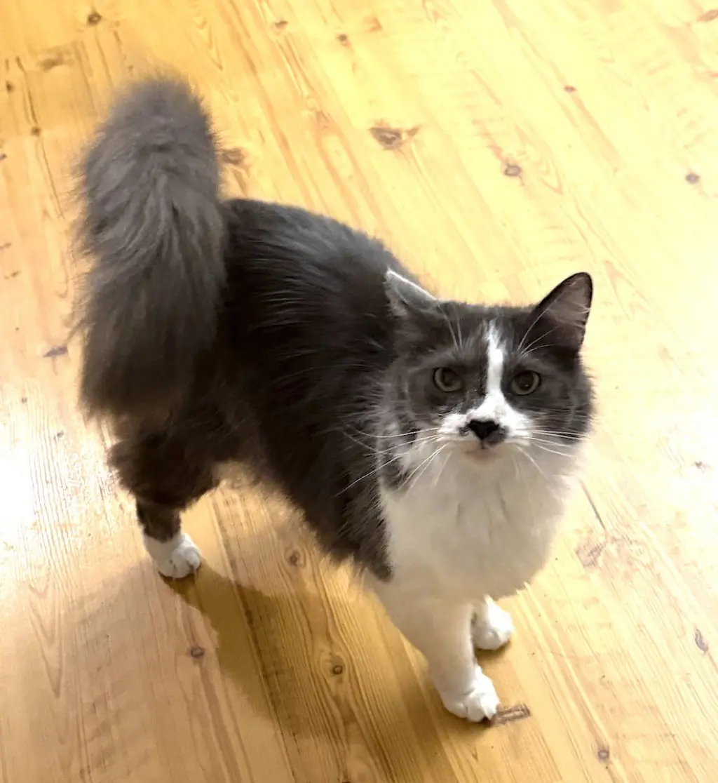 Sammy