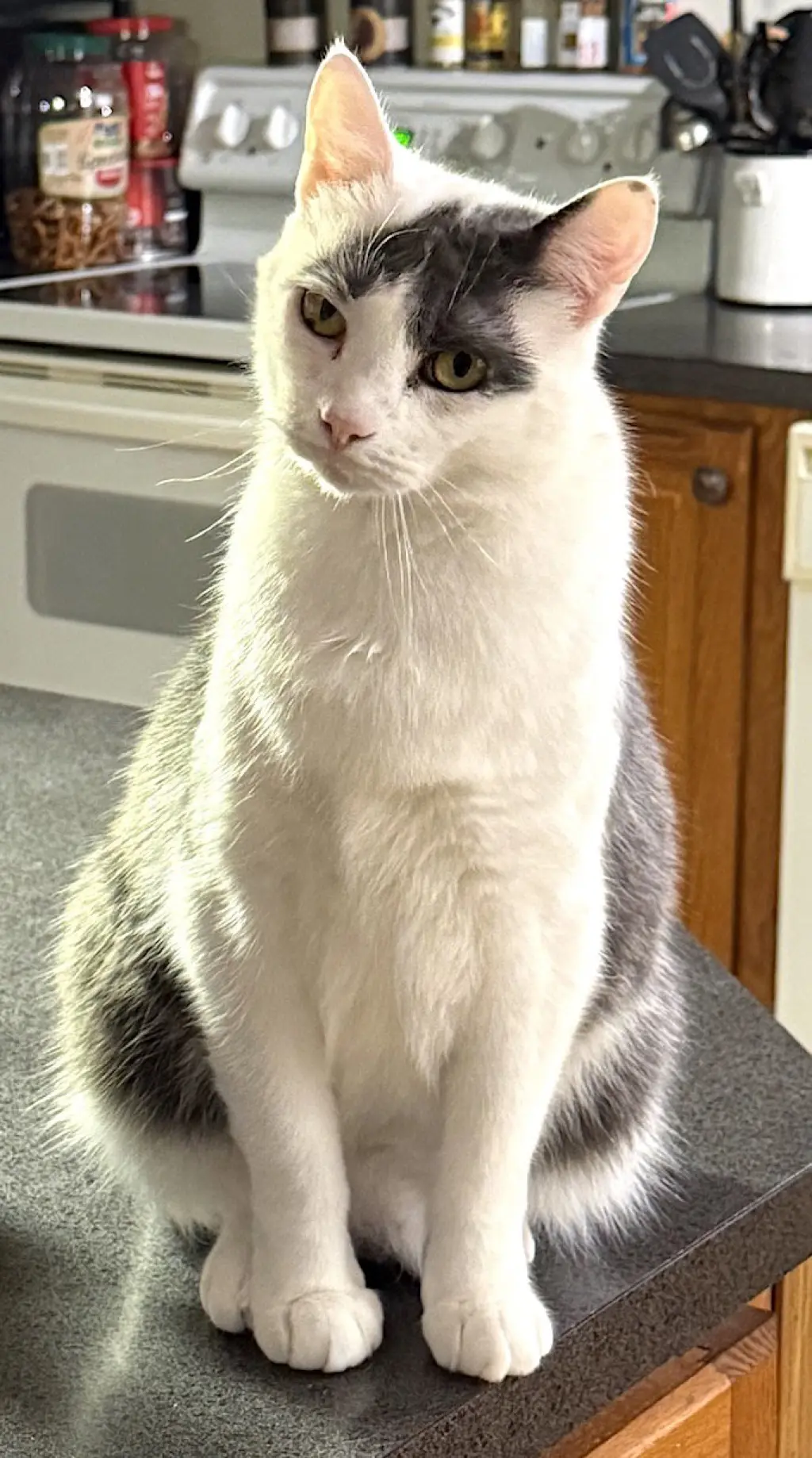 Gus