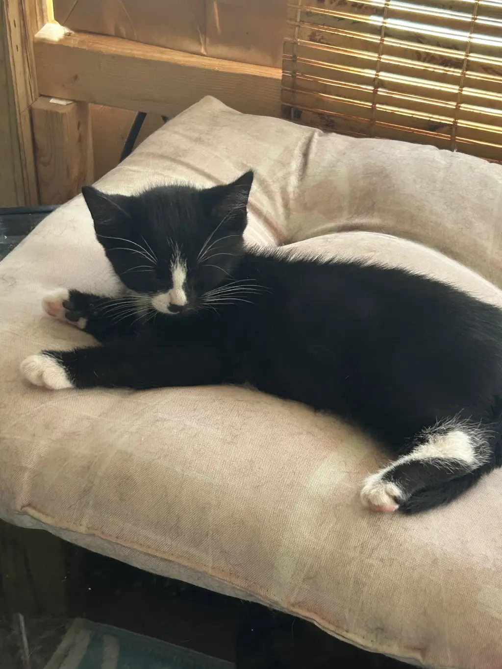 Stuart (Stubbs2)