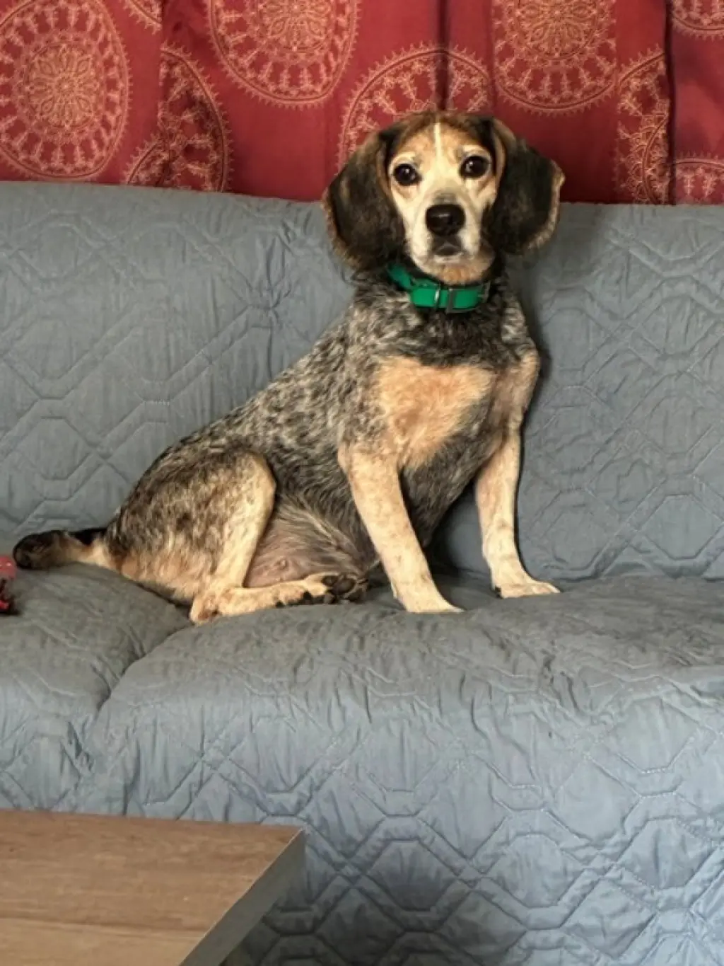 Blu Girl *Adopt or Foster*