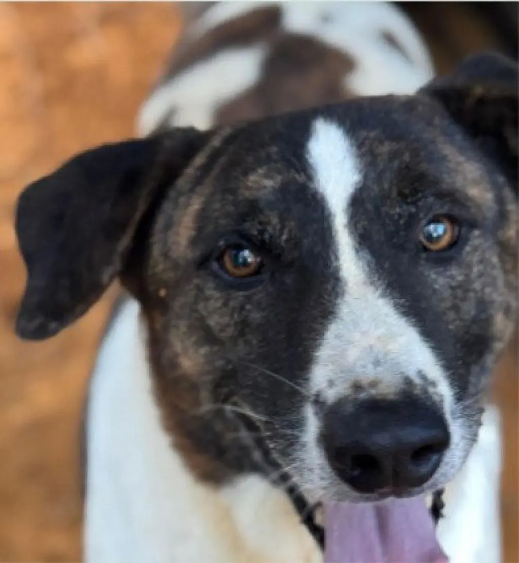 Murphy - (Courtesy Post) Adopt Me!