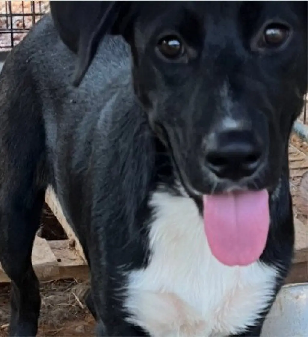 Monty - (Courtesy Post) Adopt Me!