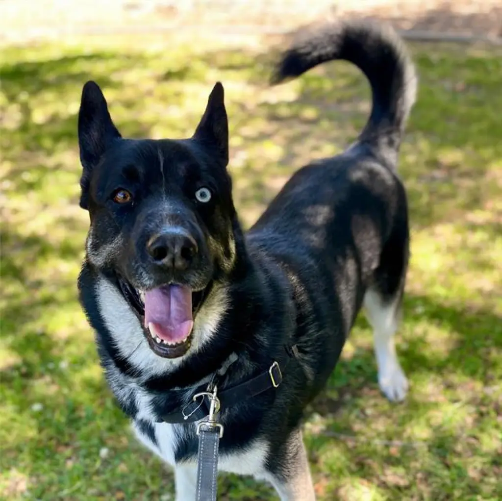SINATRA