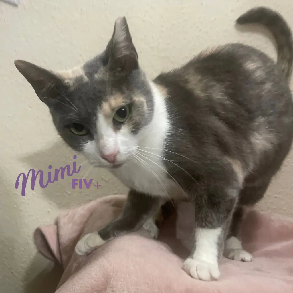 Mimi #demure-beauty