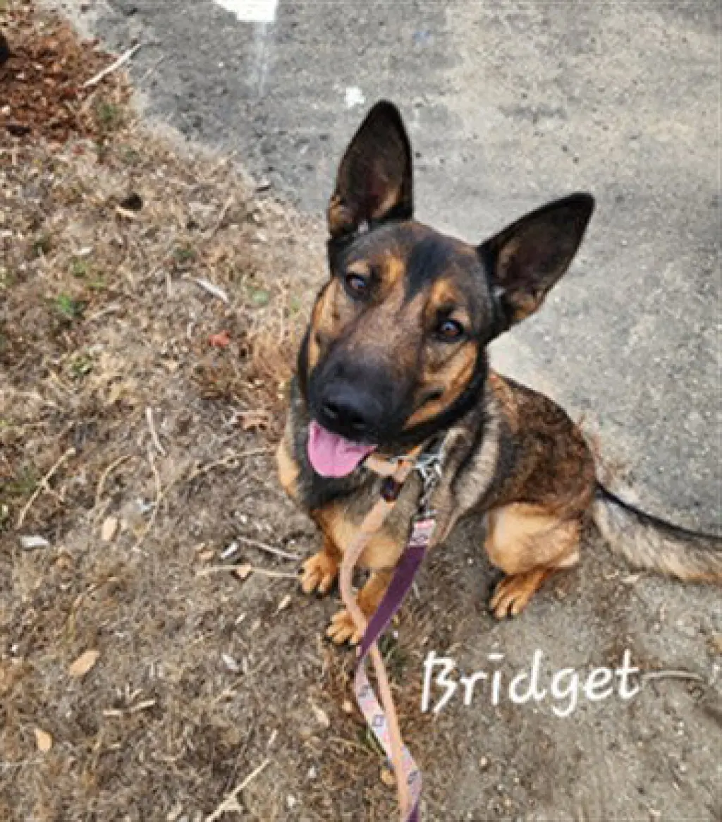 BRIDGETTE