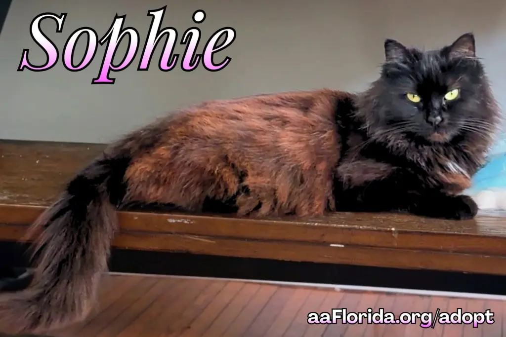 Sophie