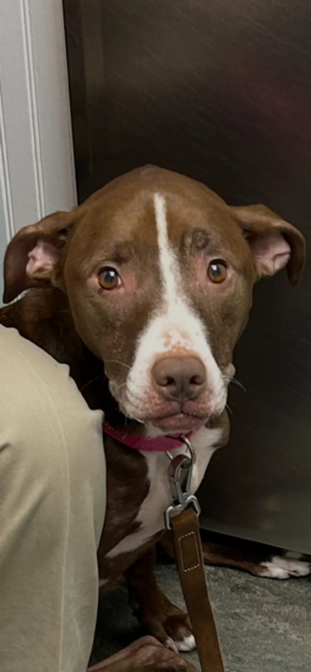 LUNA - Good Dogs Shouldn't Run Out of Time