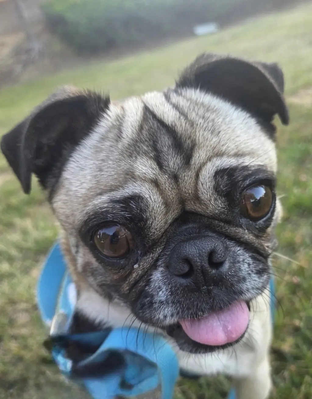 Nala