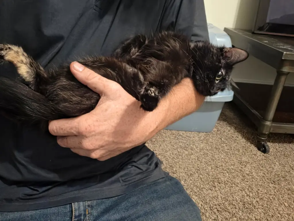 MAMA KITTY