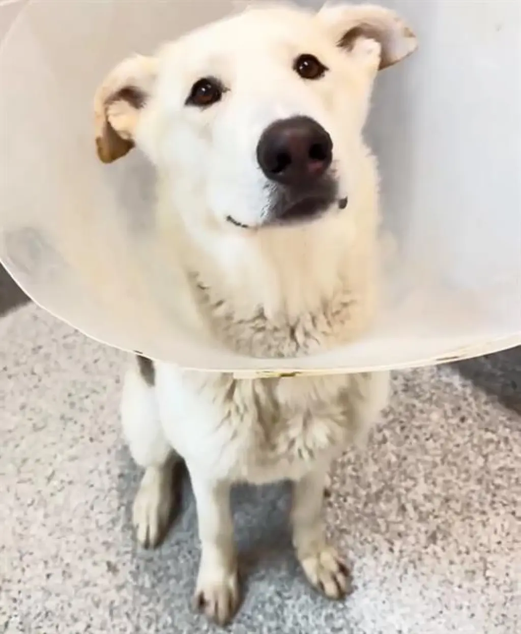 MR. HANDSOME