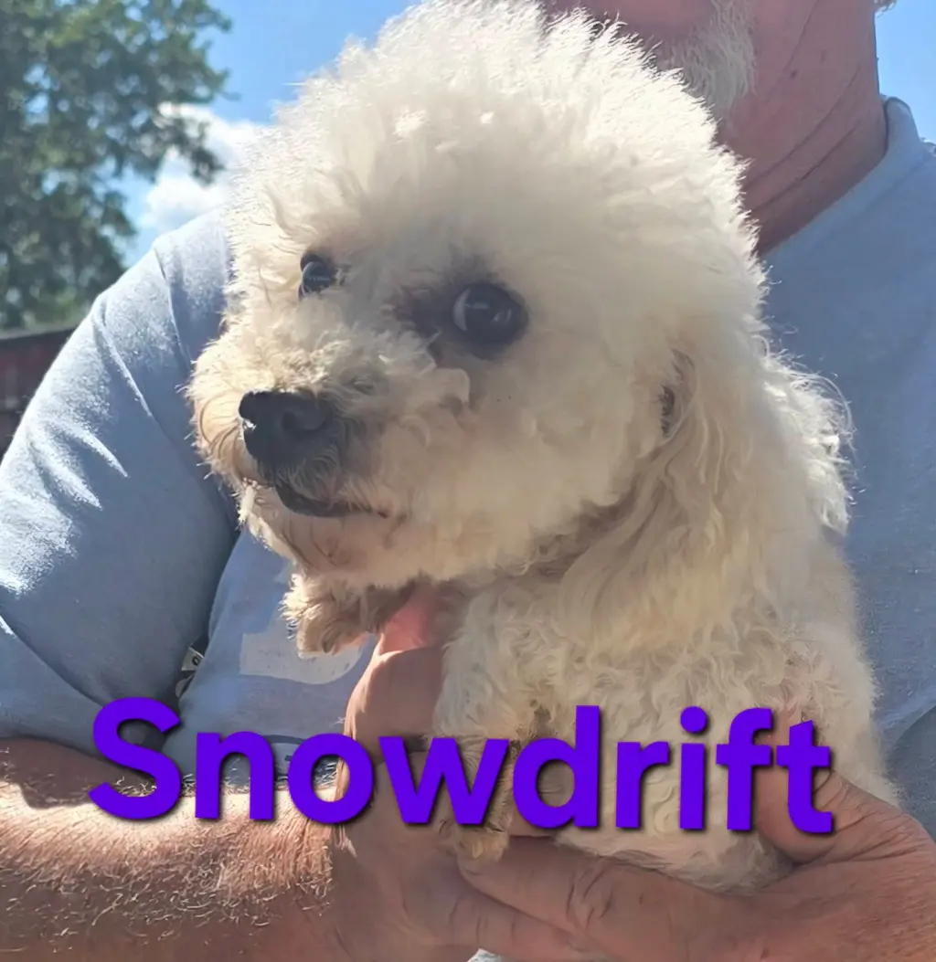 Snow Drift