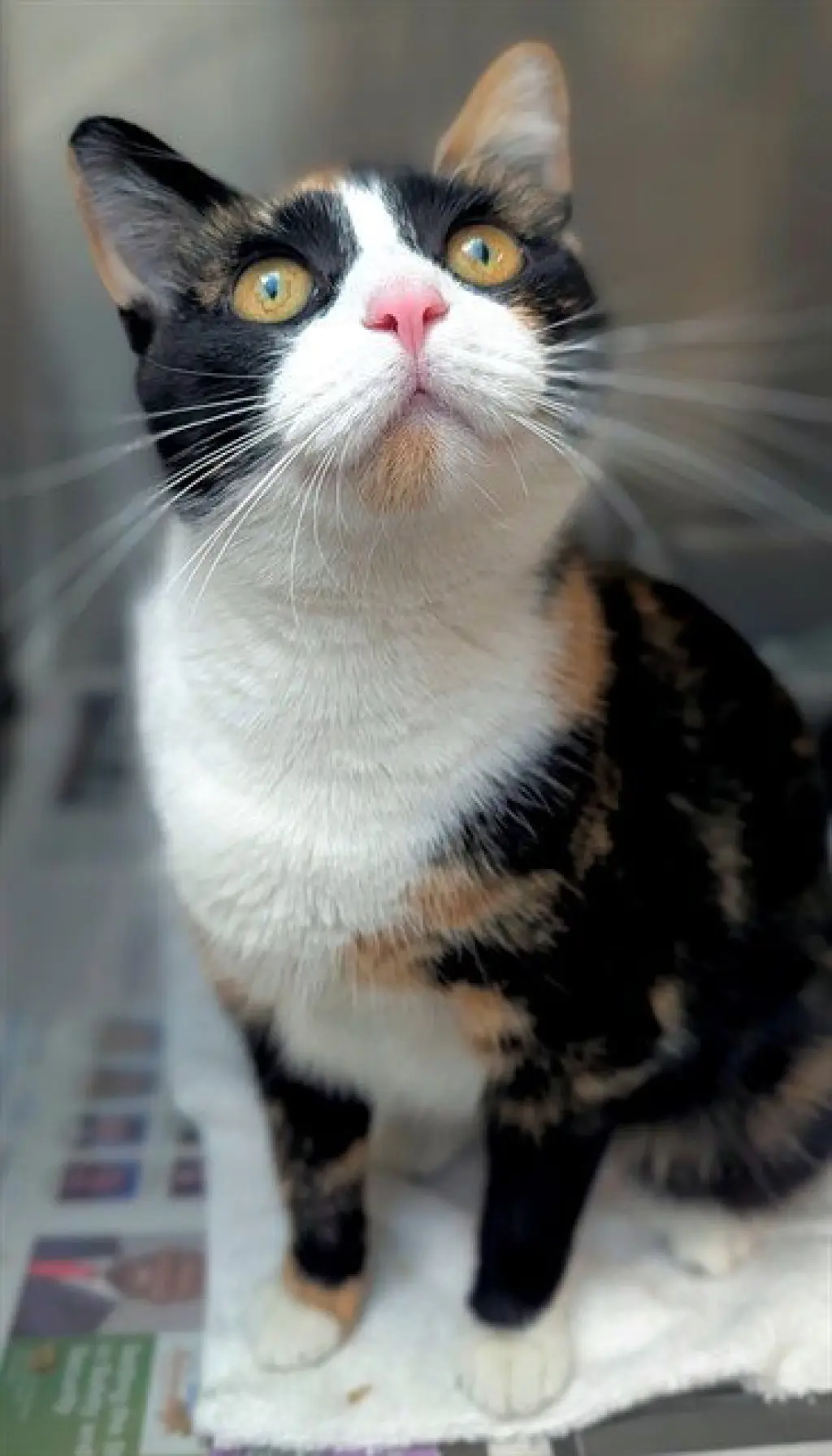 STELLA