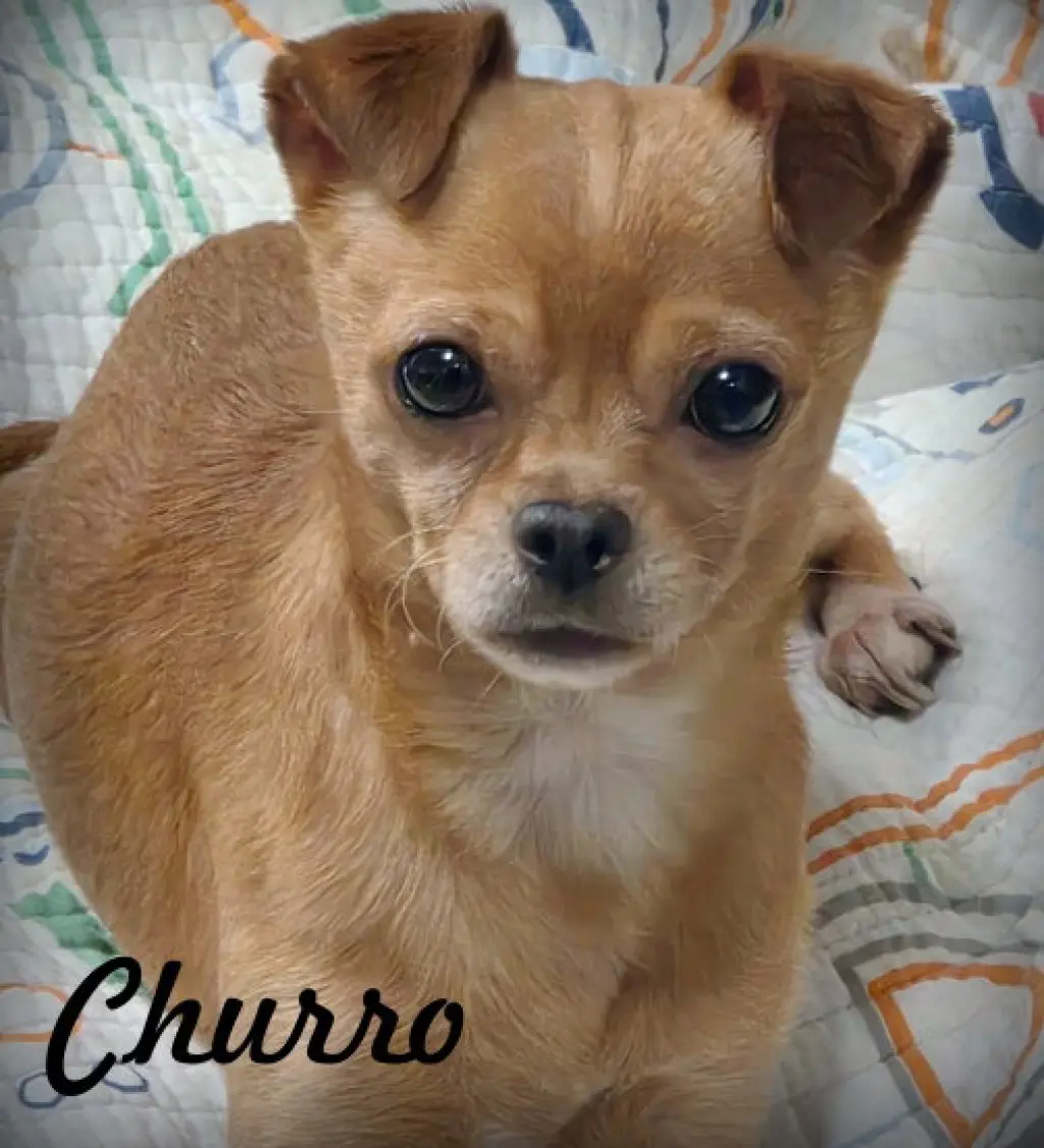 Churro