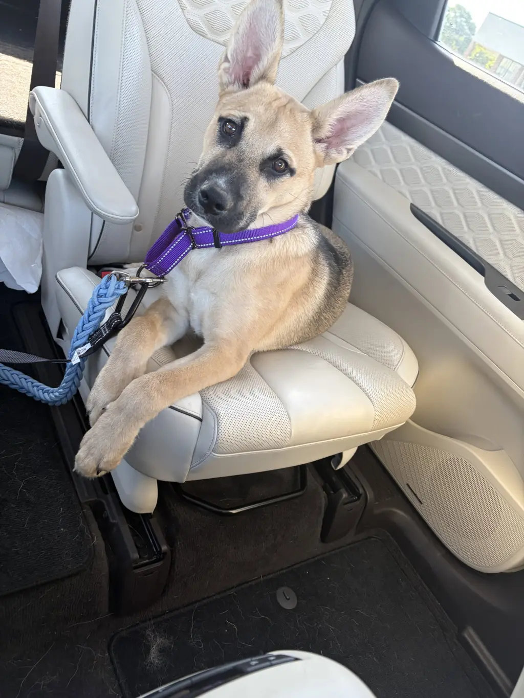 Scout