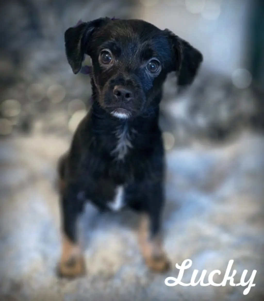 Lucky