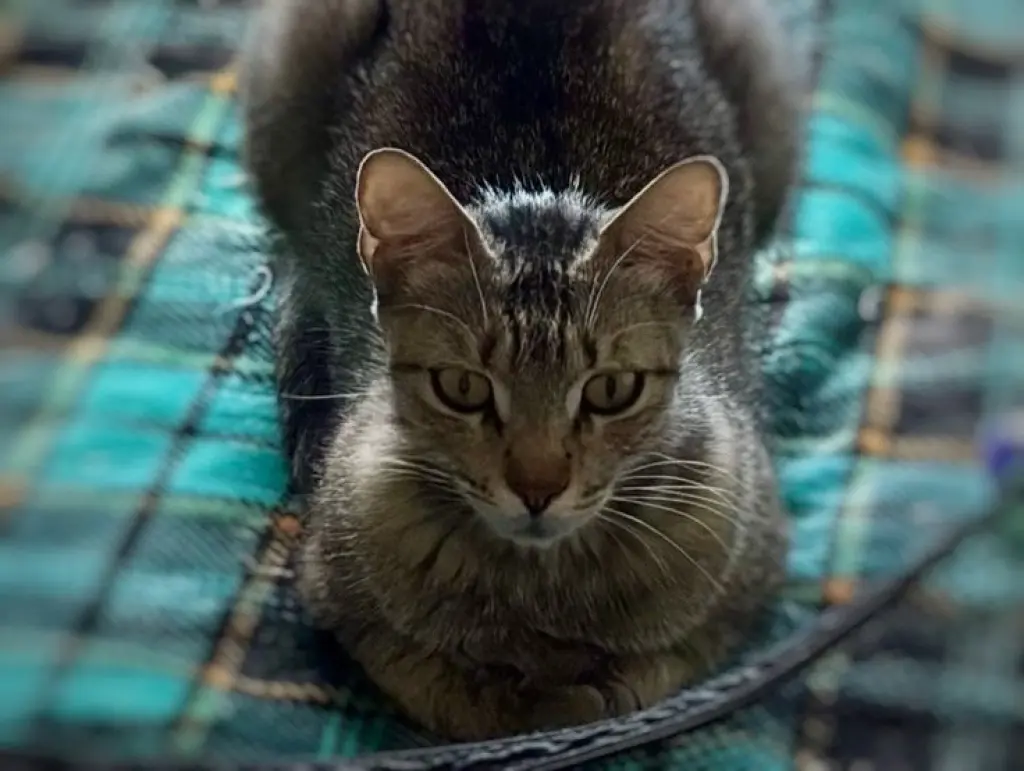 Frieda