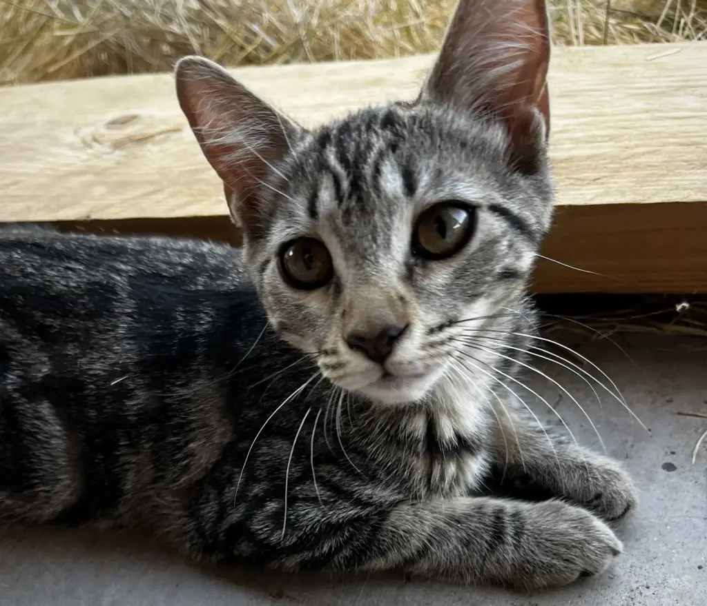Ronja