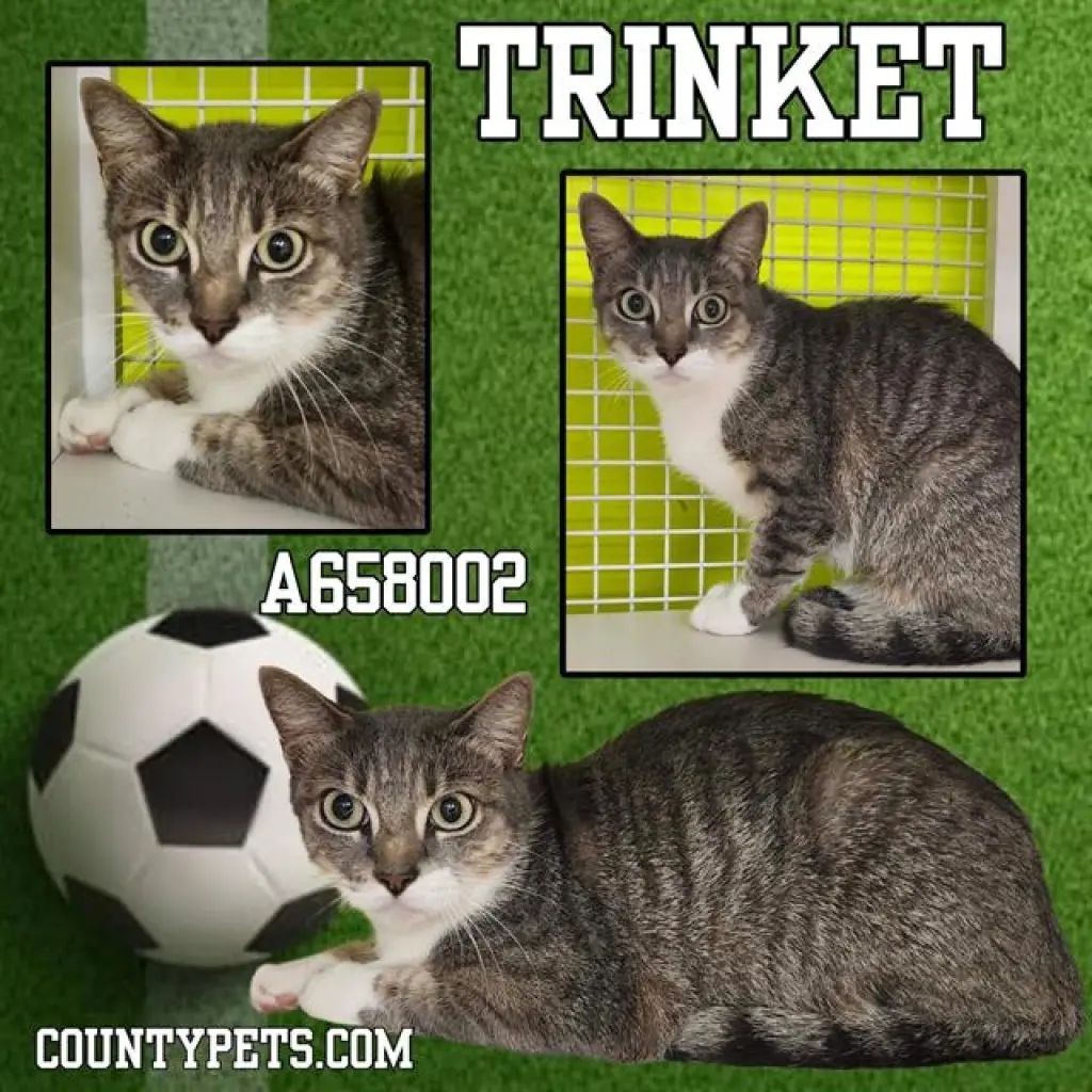 TRINKET