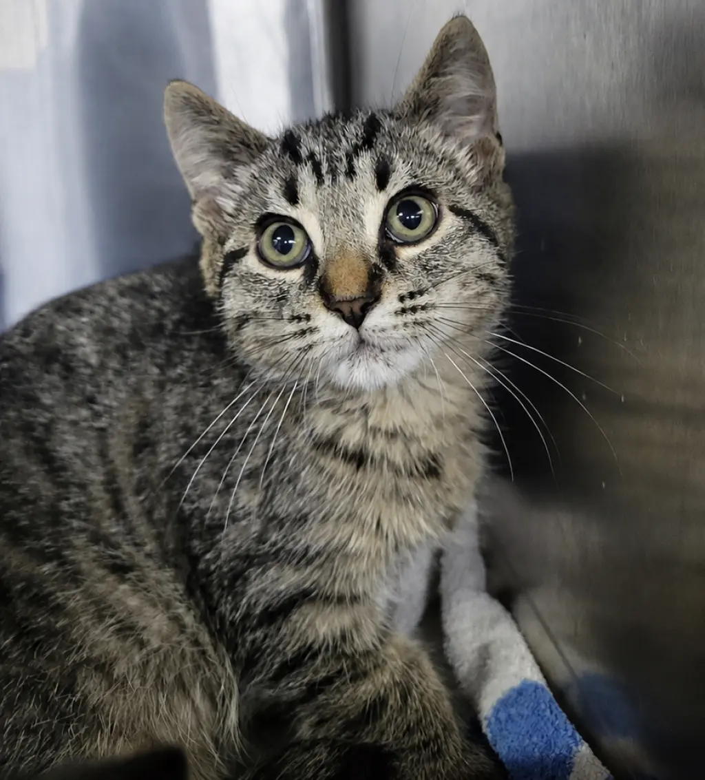 Kitten Alpina