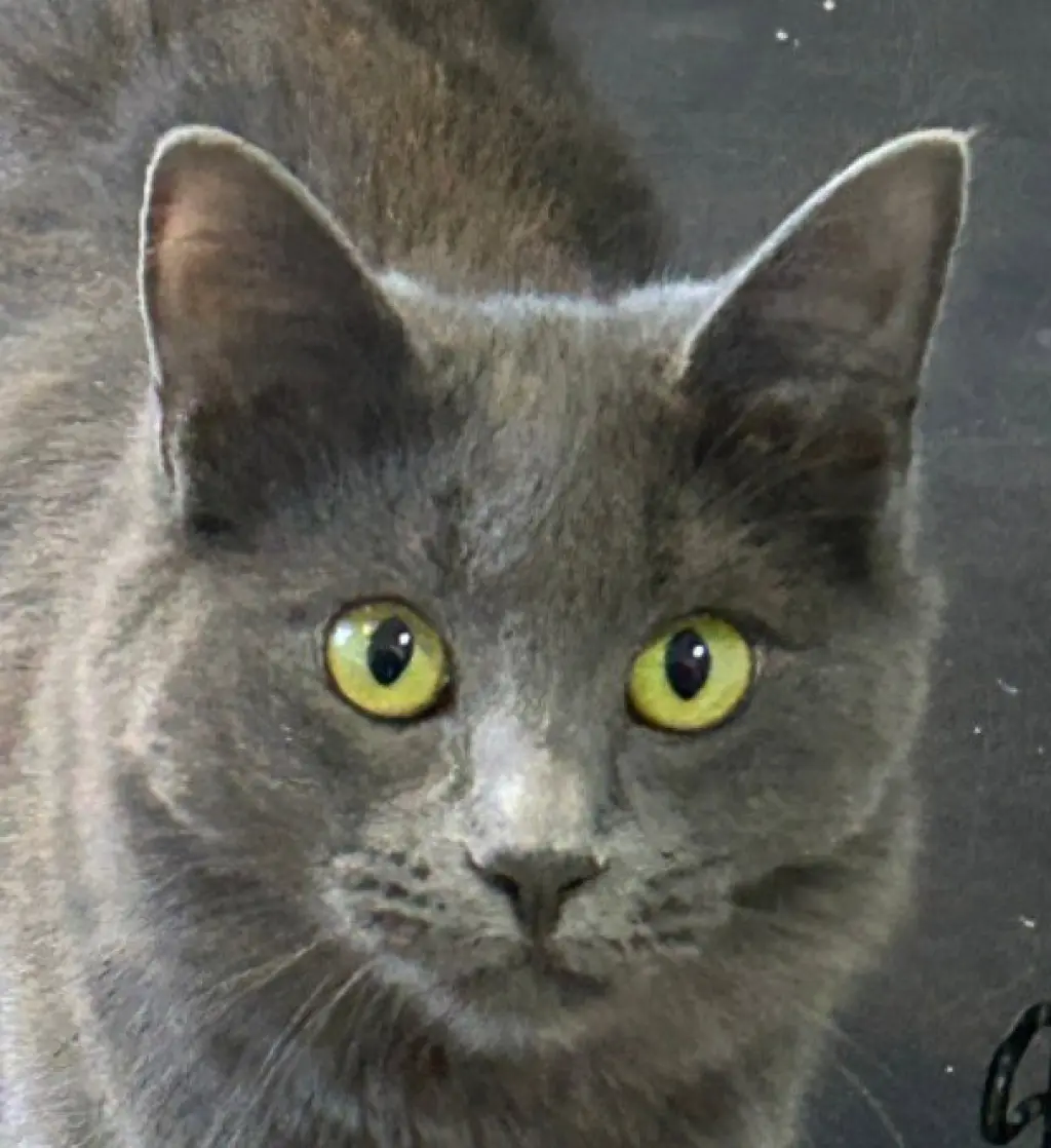 Nadia
