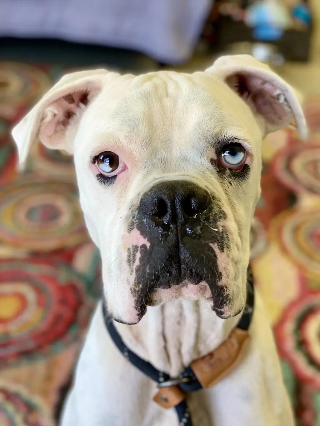 Johnathan Bullitt Dogriguez II