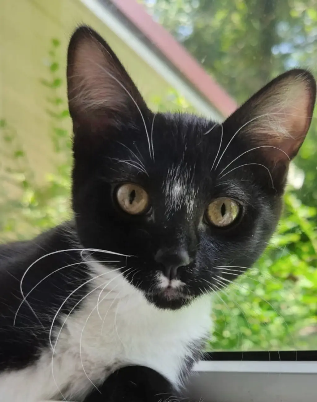 Tuxee Bear