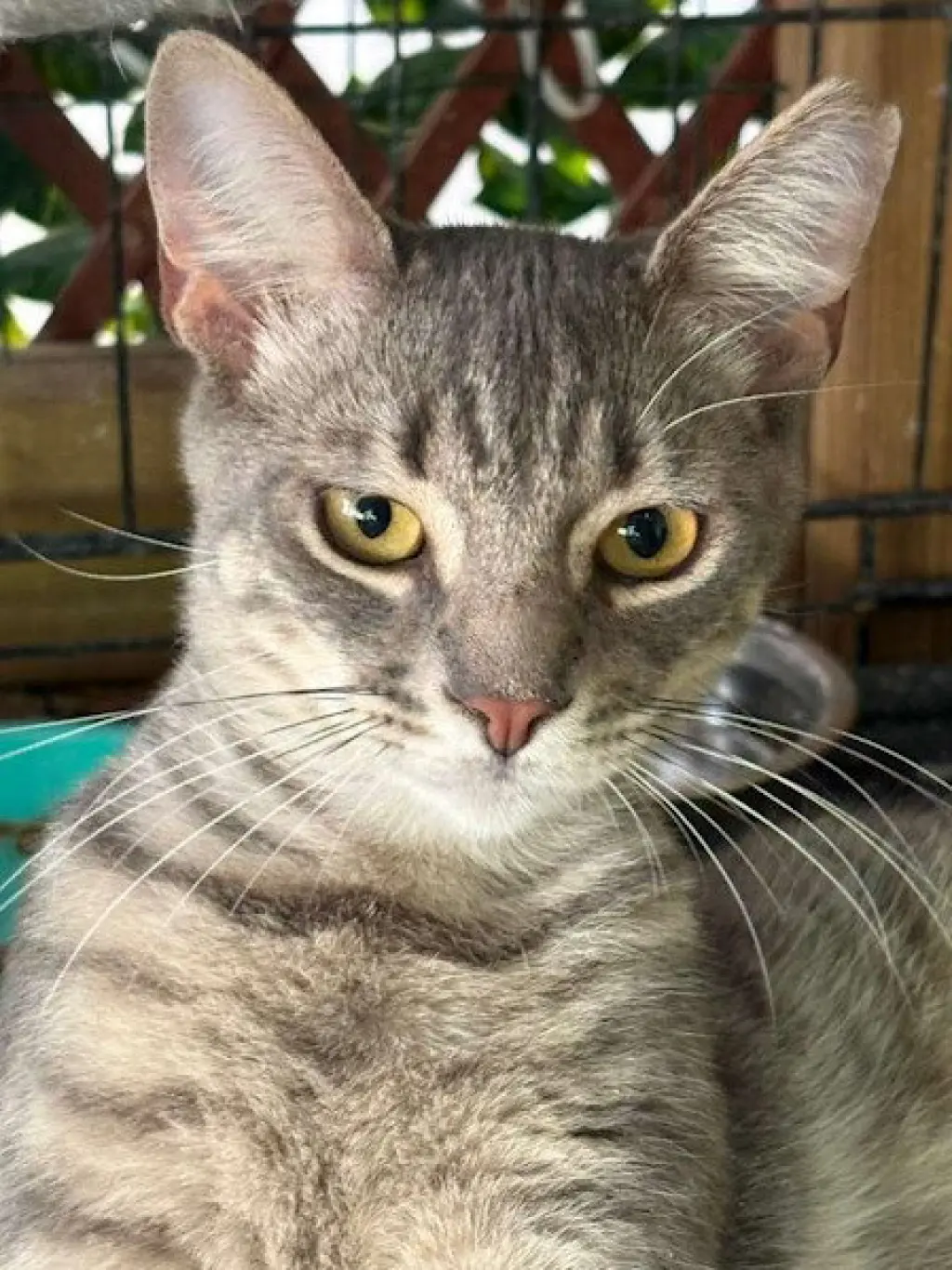 Picasso - PSP Foster Home