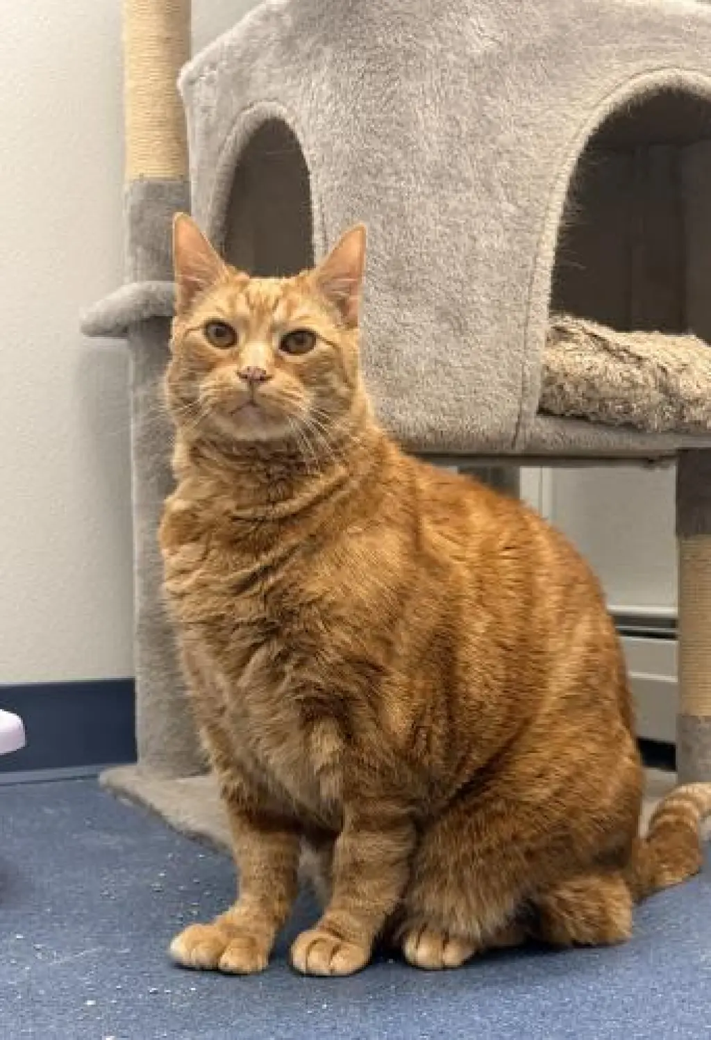 Ross
