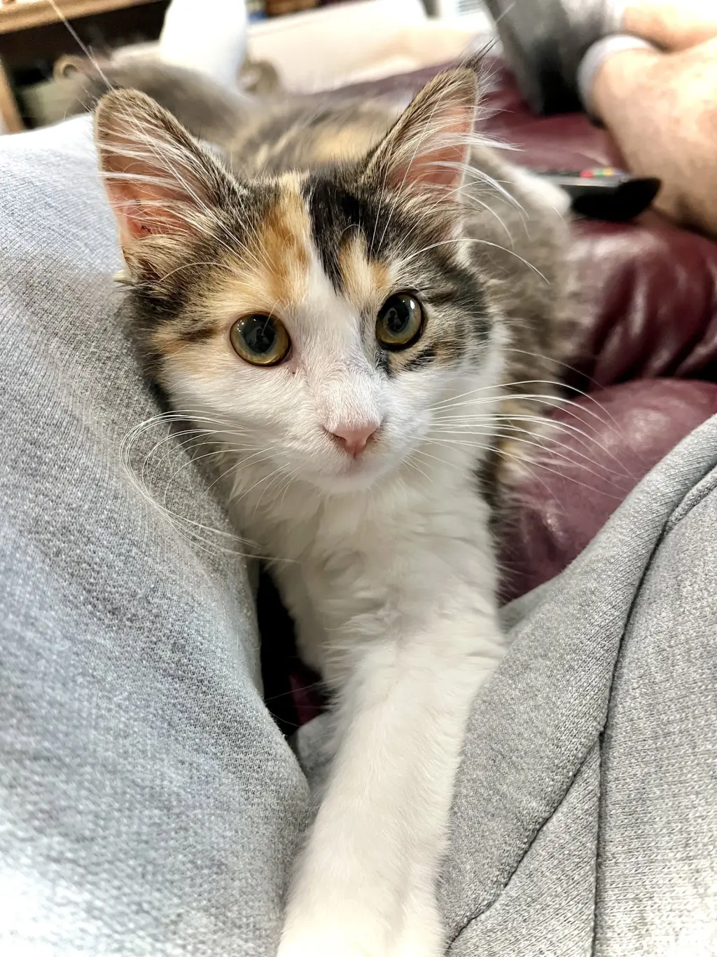 Mewly Cyrus