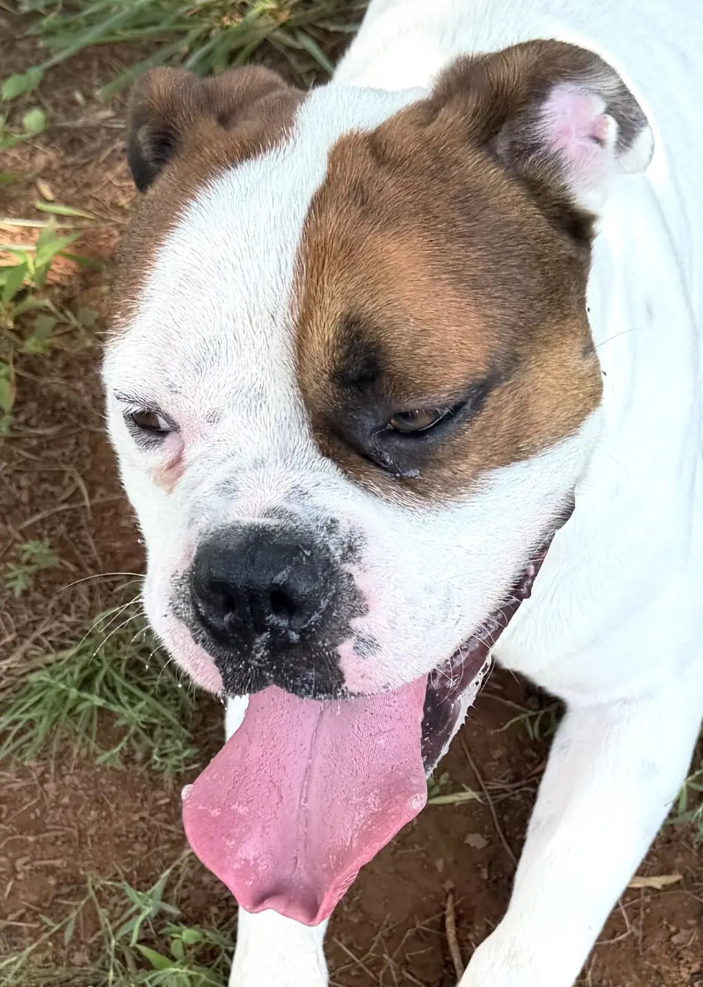 Bowser