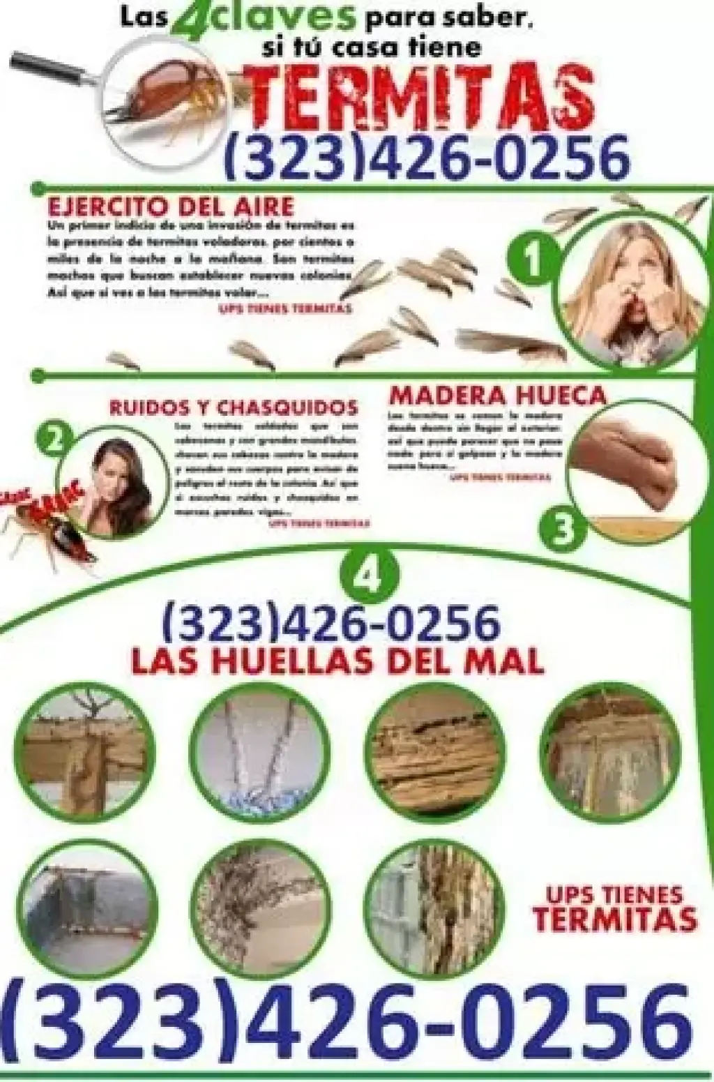 CURATIVO/PREVENTIVO EN TERMITA